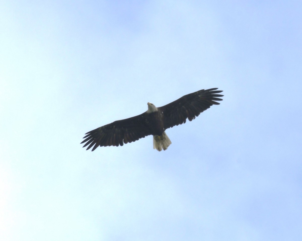 Weißkopf-Seeadler - ML606836171