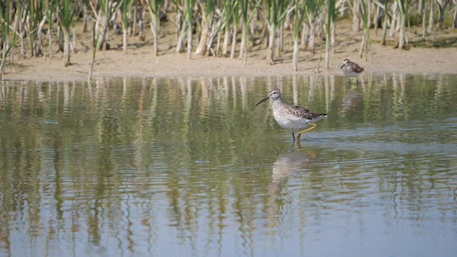 Stilt Sandpiper - ML606836441