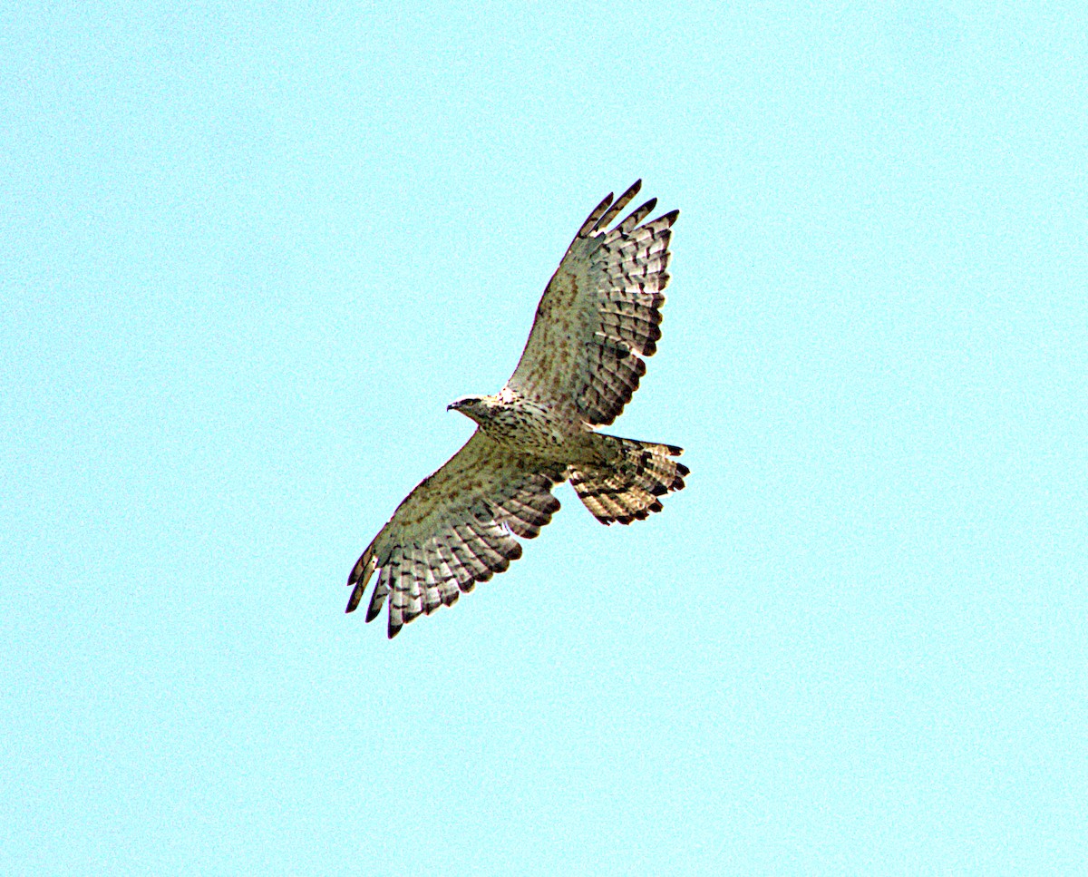 Oriental Honey-buzzard - Ayaan S