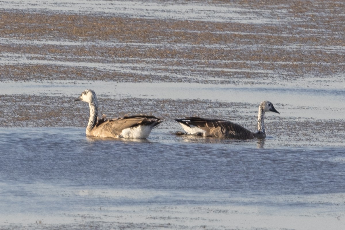 カナダガン - ML606837381