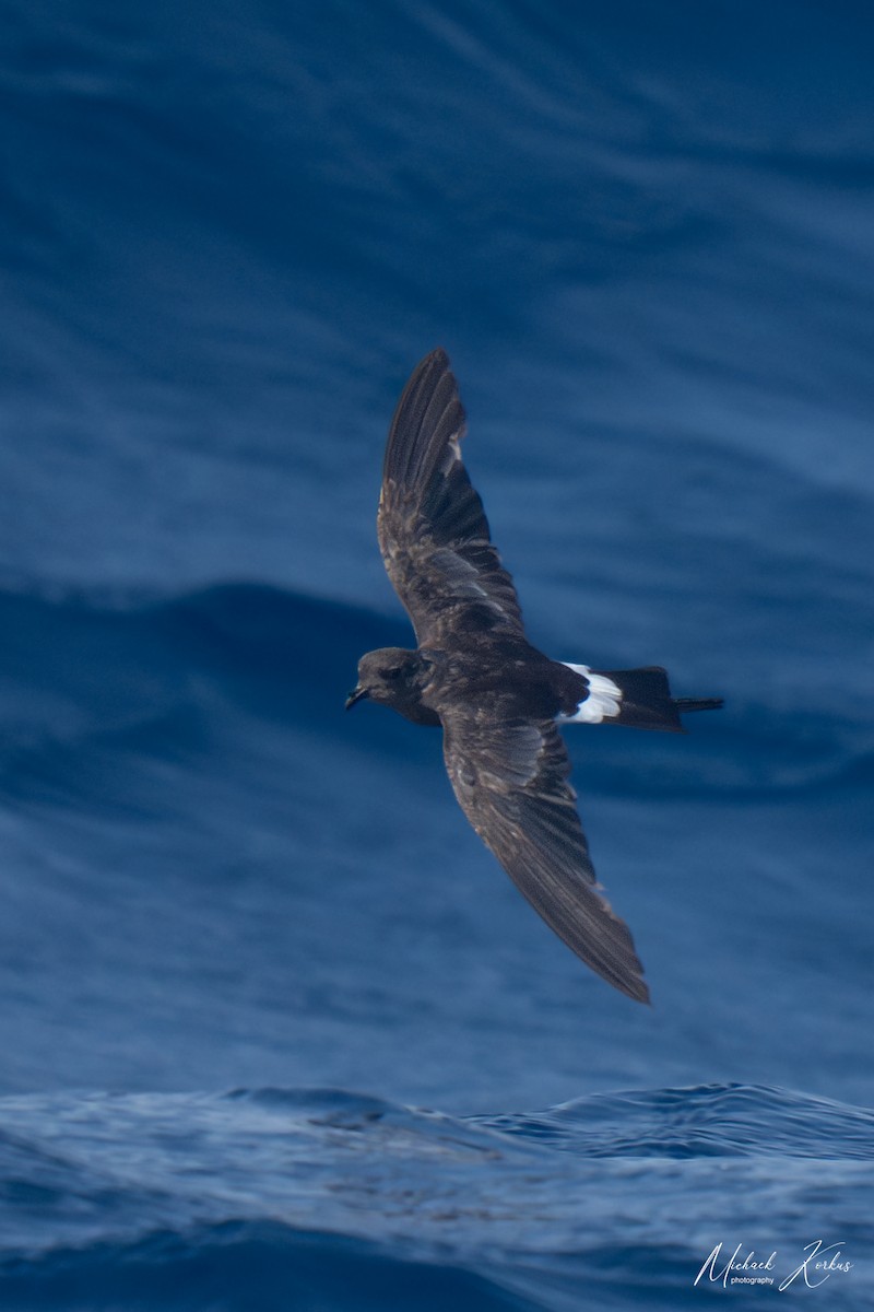 Wilson's Storm-Petrel - ML606838021