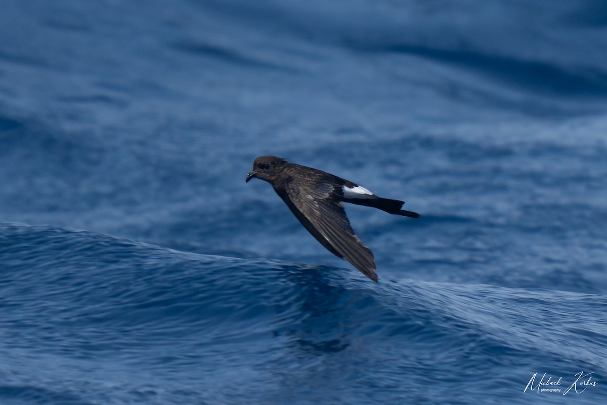 Wilson's Storm-Petrel - micha korkus