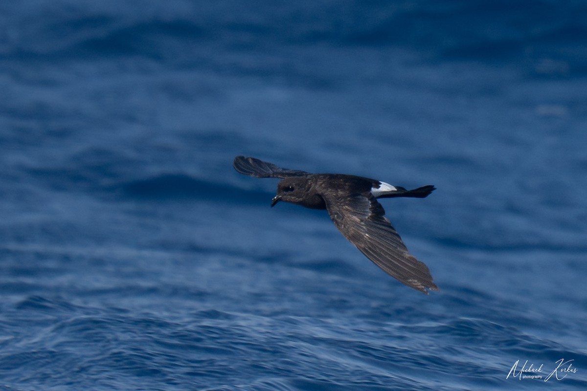 Wilson's Storm-Petrel - ML606838041