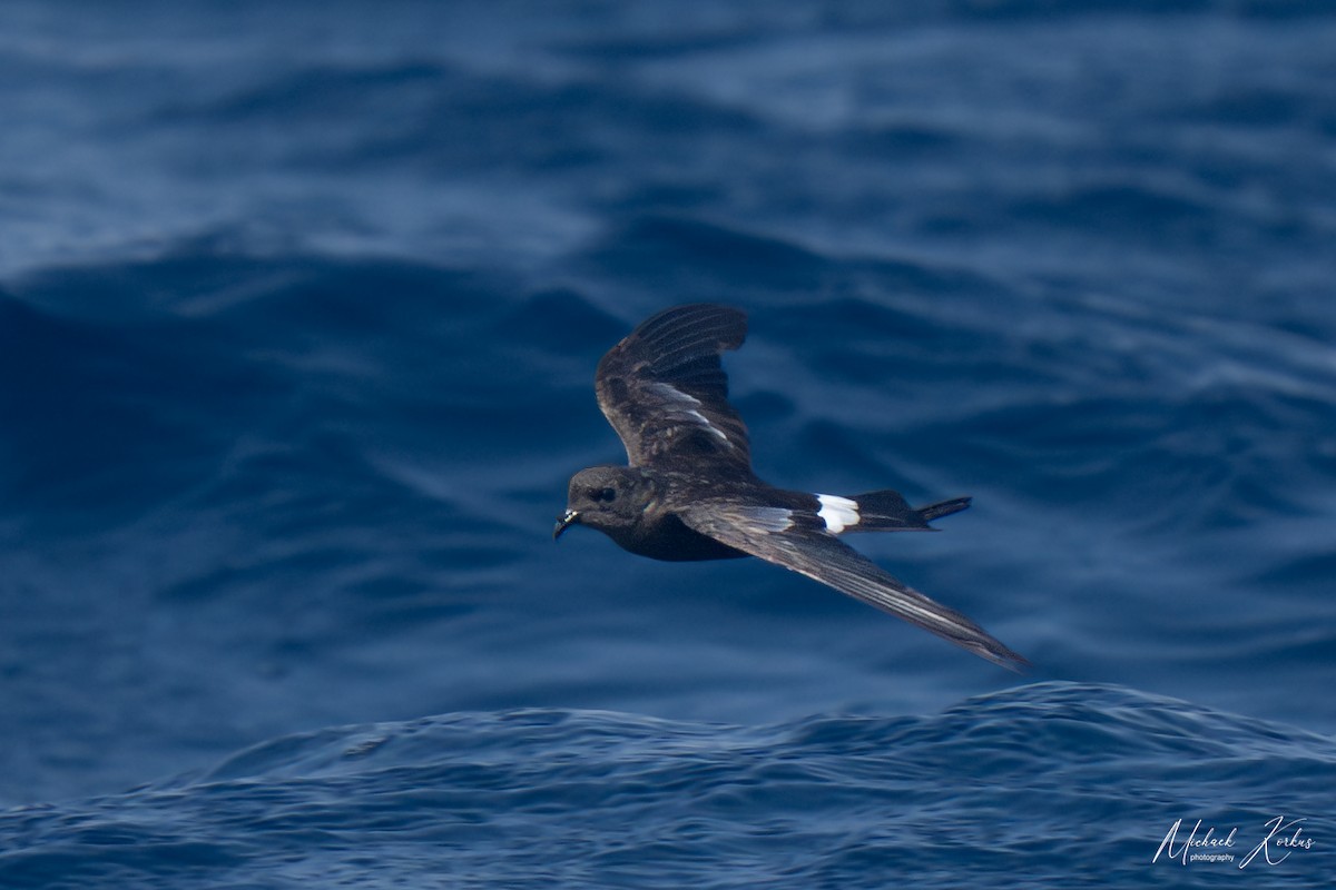 Wilson's Storm-Petrel - ML606838051