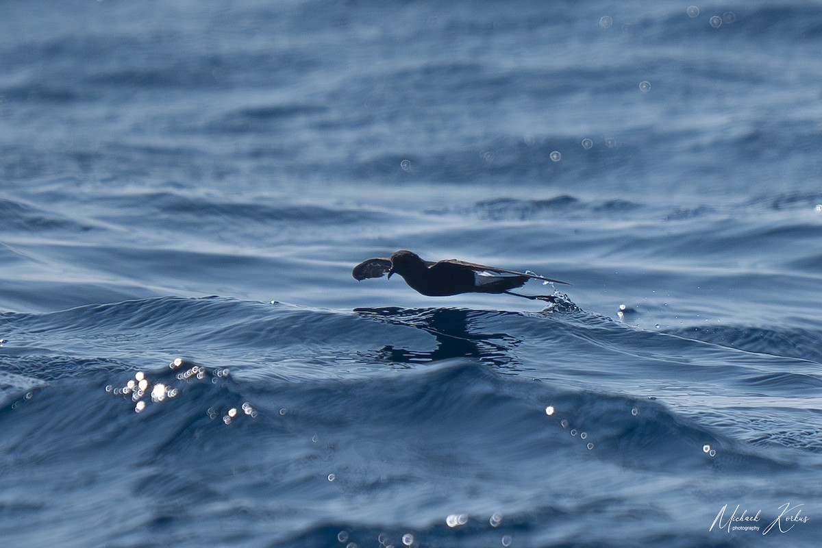 Wilson's Storm-Petrel - ML606838181