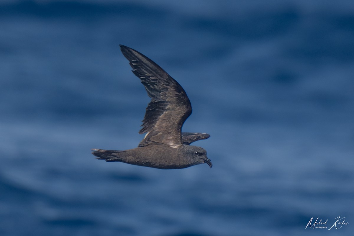 Swinhoe's Storm-Petrel - micha korkus