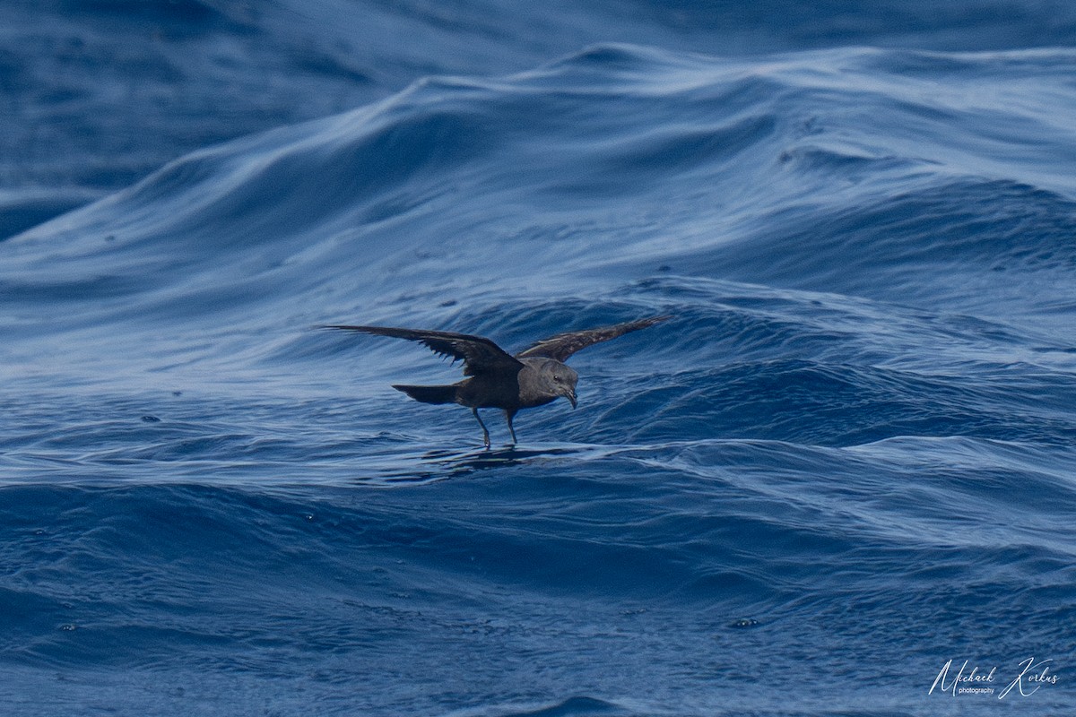 Swinhoe's Storm-Petrel - ML606838261