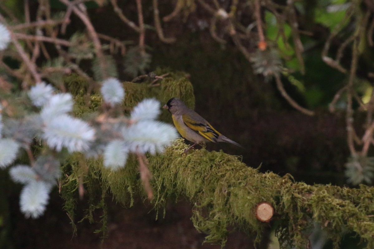 Lawrence's Goldfinch - ML60683841