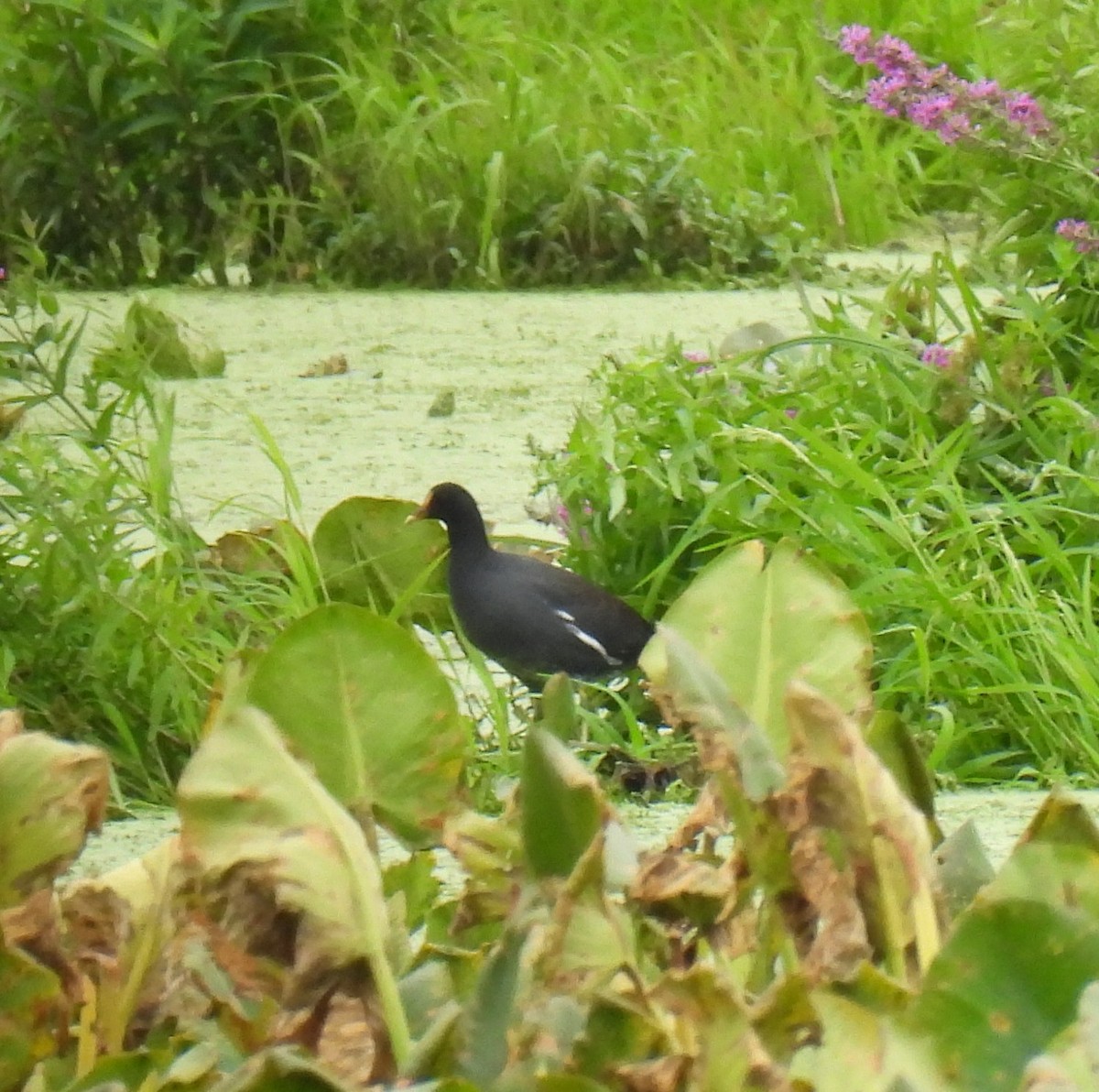 Common Gallinule - ML606838751