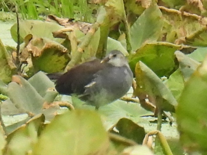 Common Gallinule - ML606838761