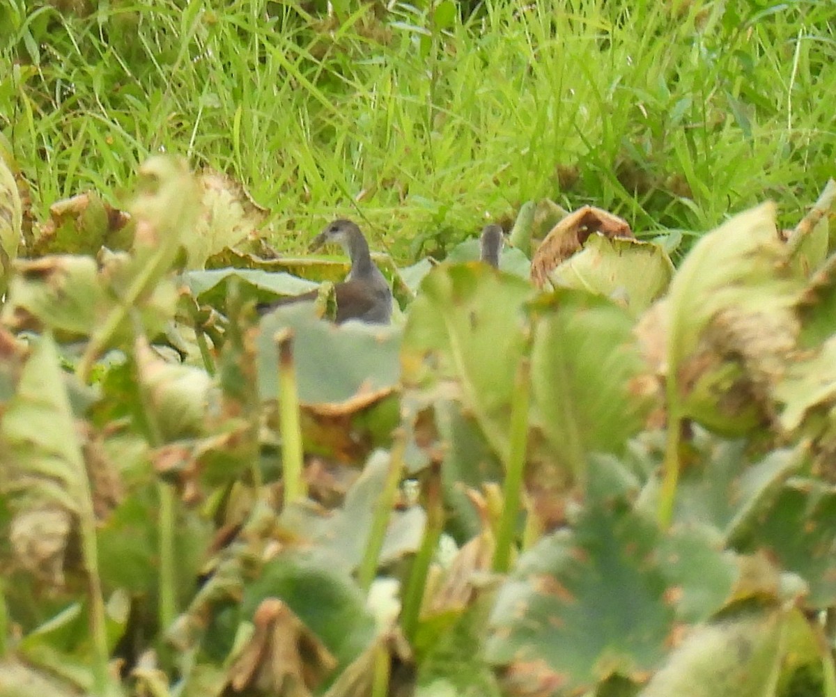 Common Gallinule - ML606838771