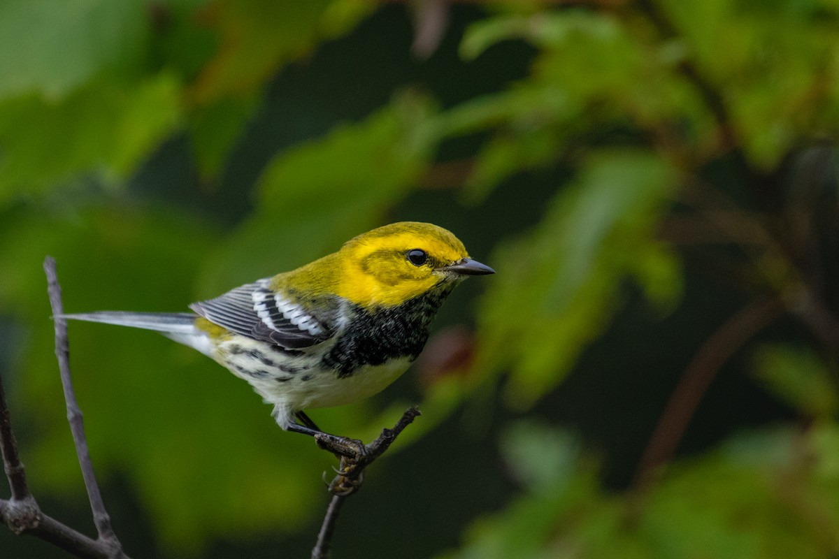 Black-throated Green Warbler - Atlee Wise