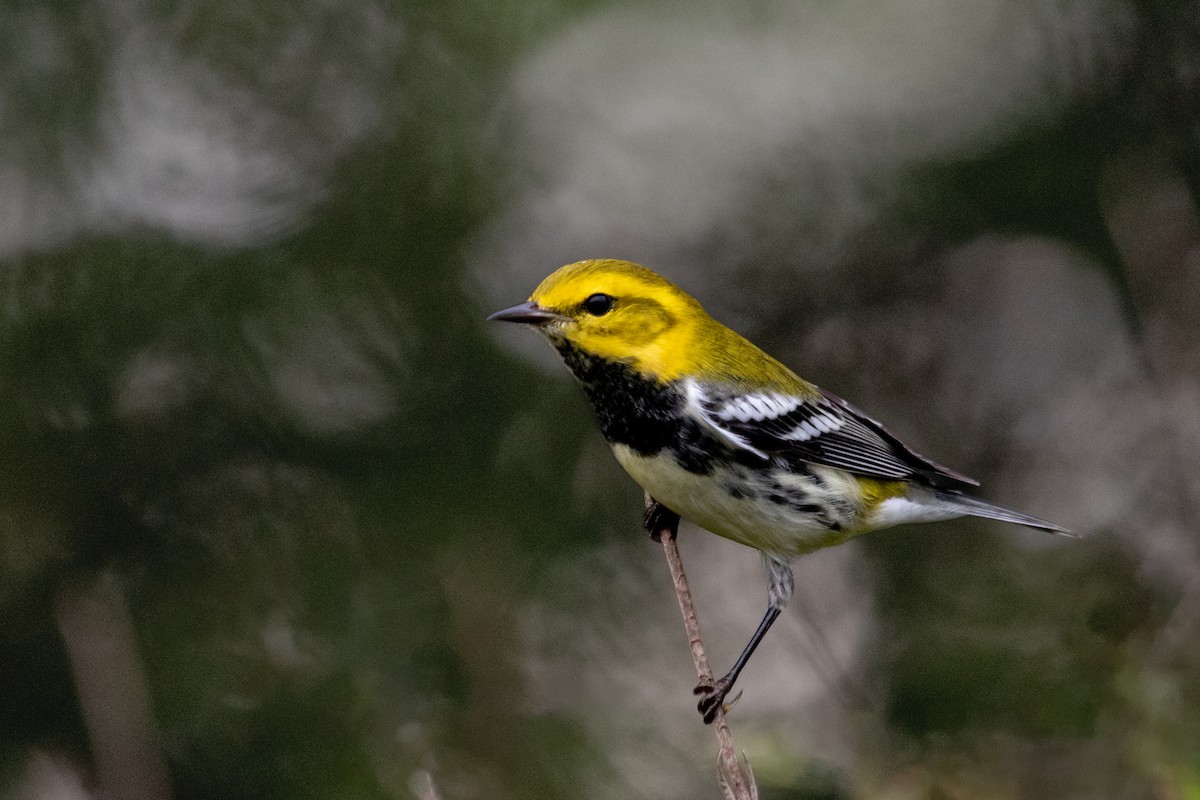 Black-throated Green Warbler - Atlee Wise