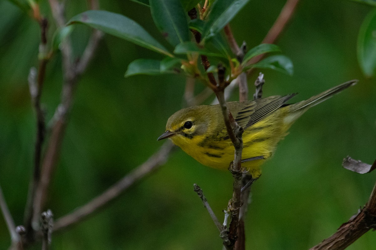 Prairie Warbler - ML606839891