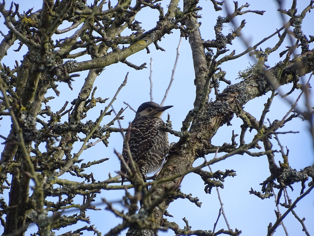 Chilean Flicker - ML606839941