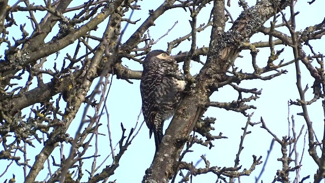 Чилийский дятел - ML606840311