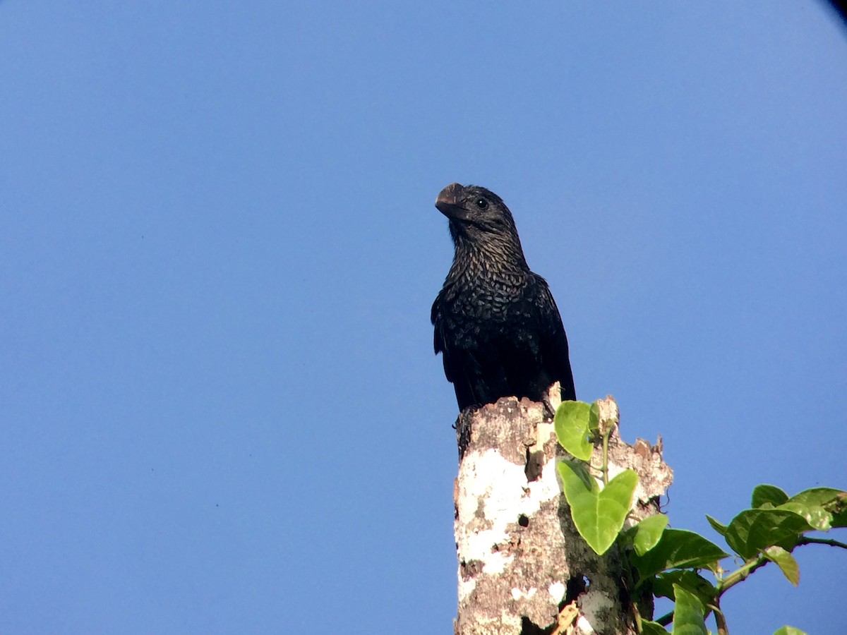 Smooth-billed Ani - ML60684081