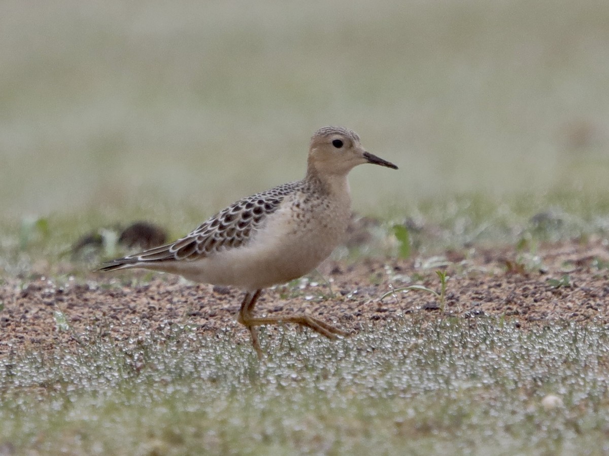 Buff-breasted Sandpiper - David Wittrock