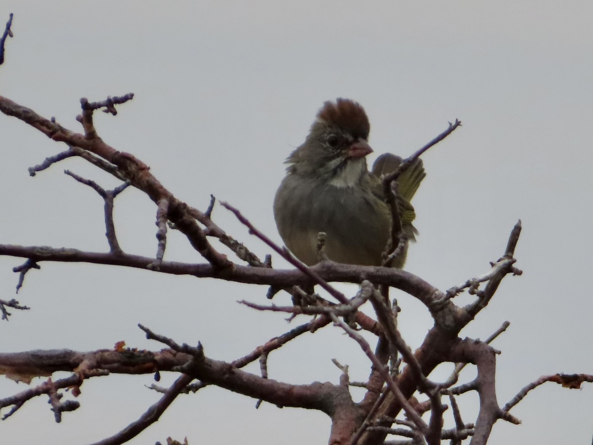 Green-tailed Towhee - Art Hudak