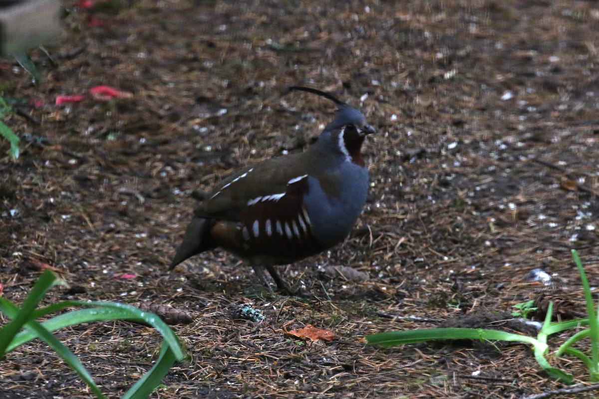 Mountain Quail - Henry Burton