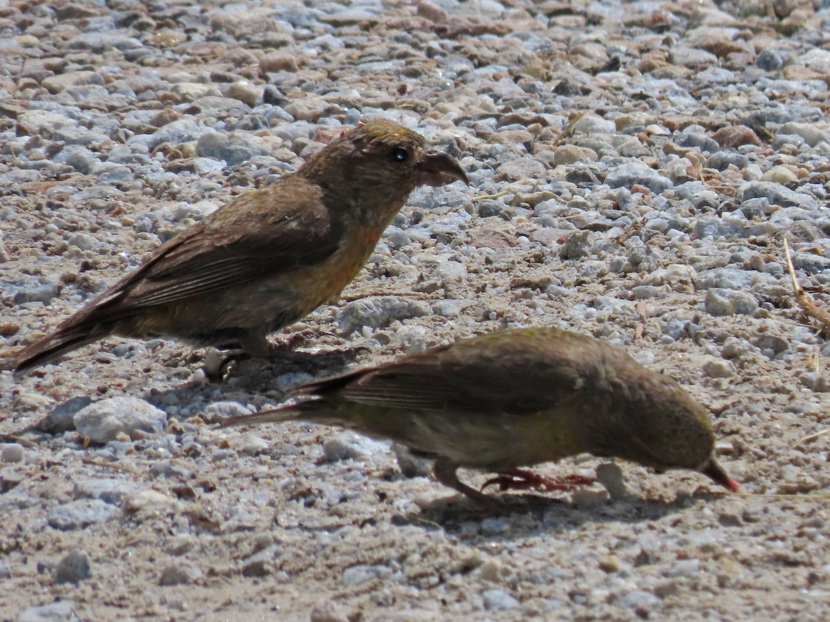 Red Crossbill - ML606842511