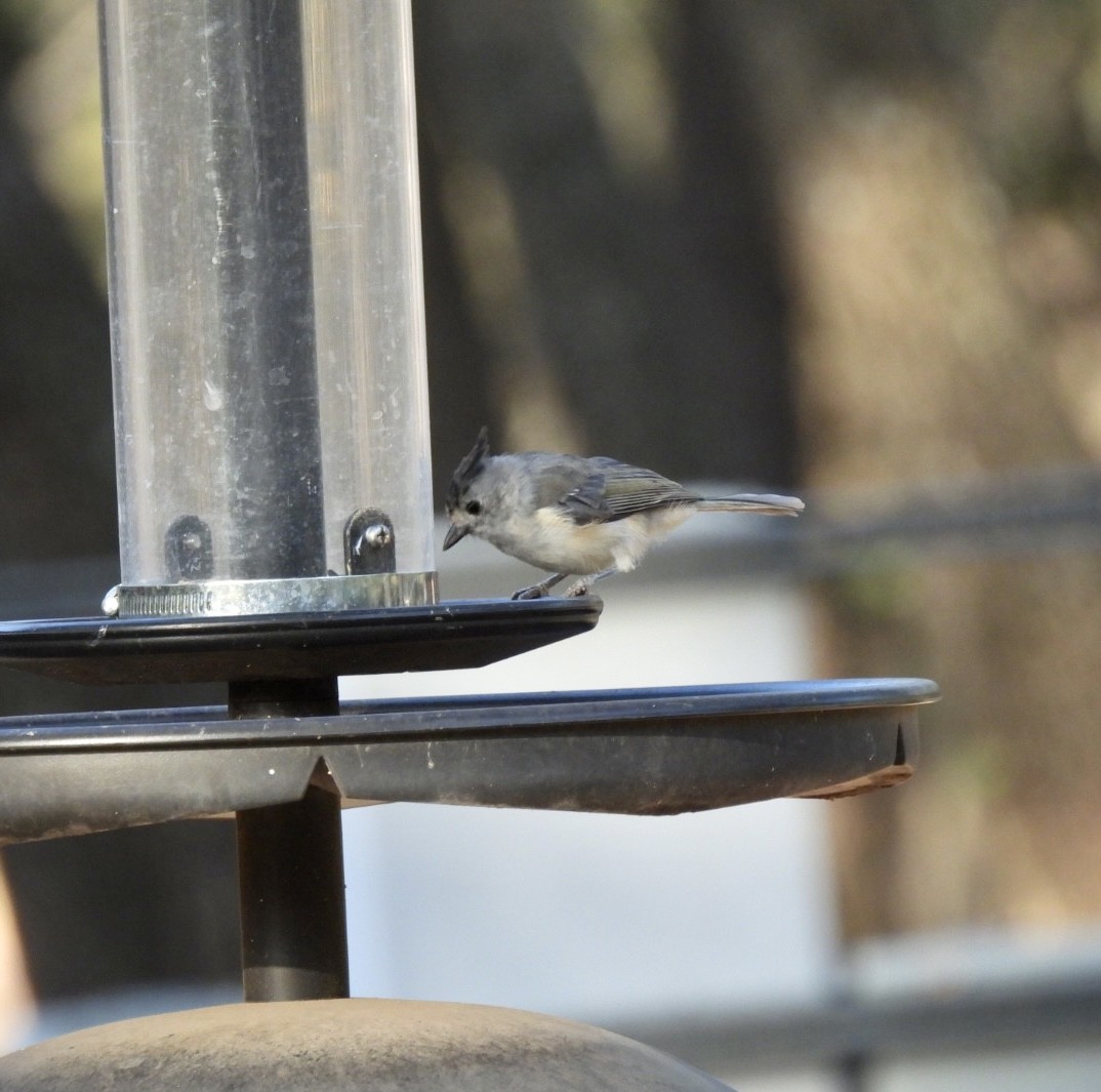 Black-crested Titmouse - ML606842661