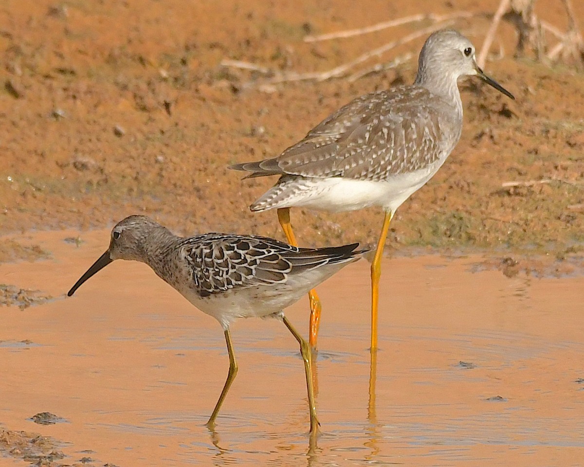 Stilt Sandpiper - Ted Wolff