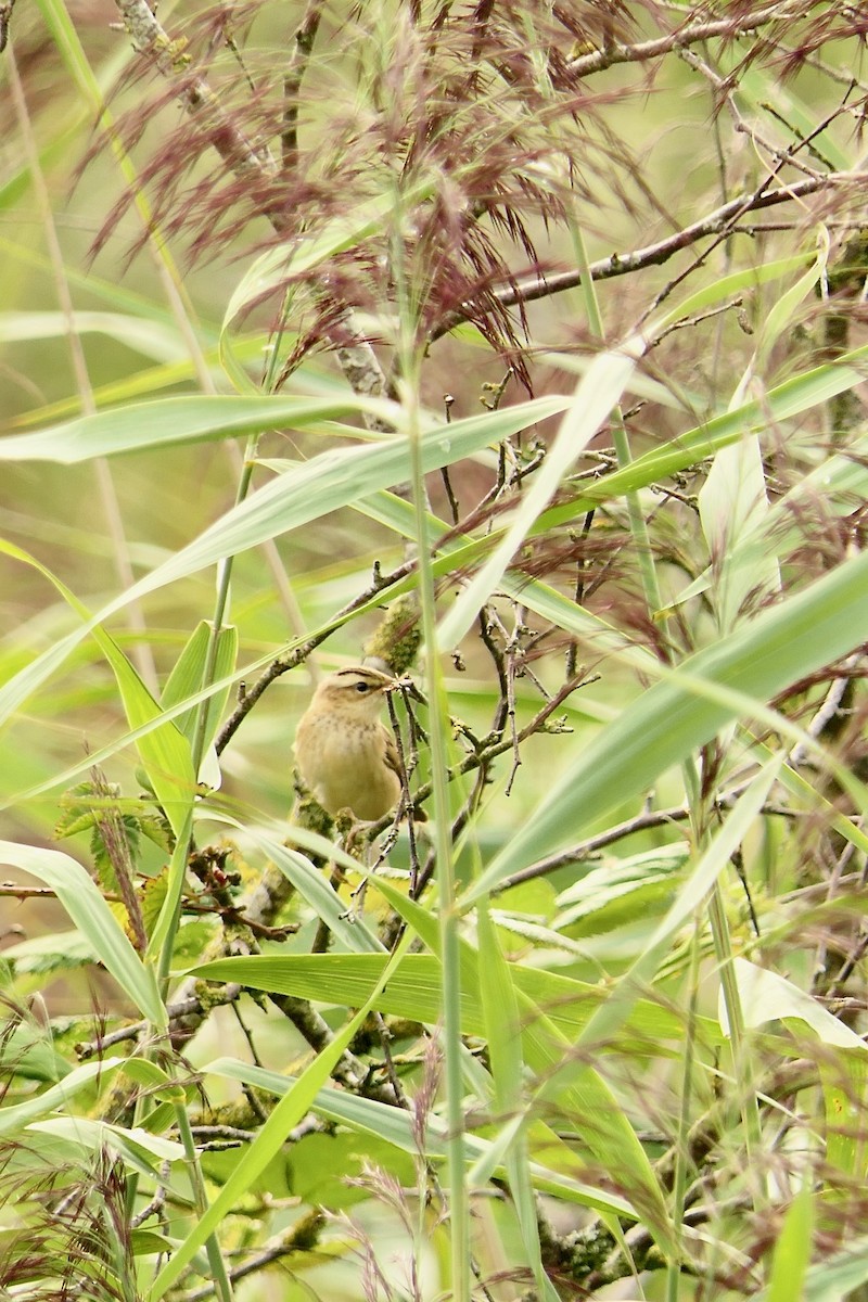 Sedge Warbler - ML606843521