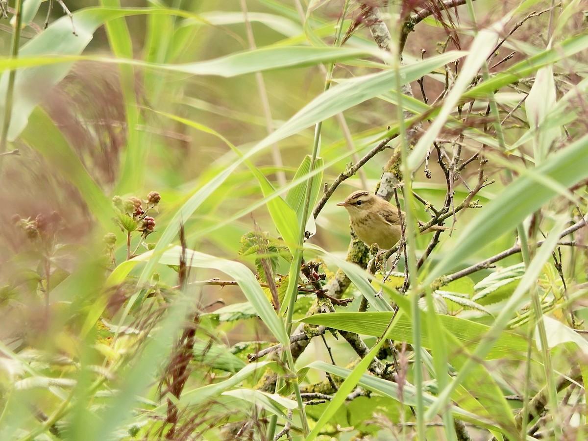 Sedge Warbler - ML606843531