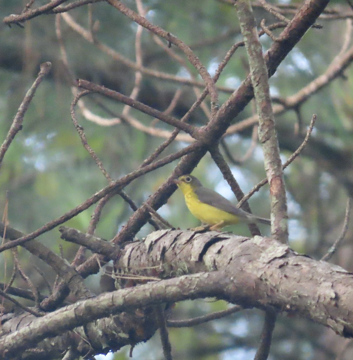 Canada Warbler - ML606843581