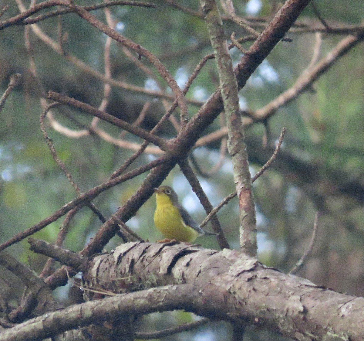 Canada Warbler - ML606843601