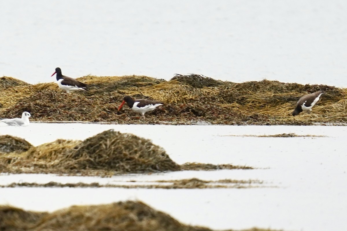 American Oystercatcher - ML606843771