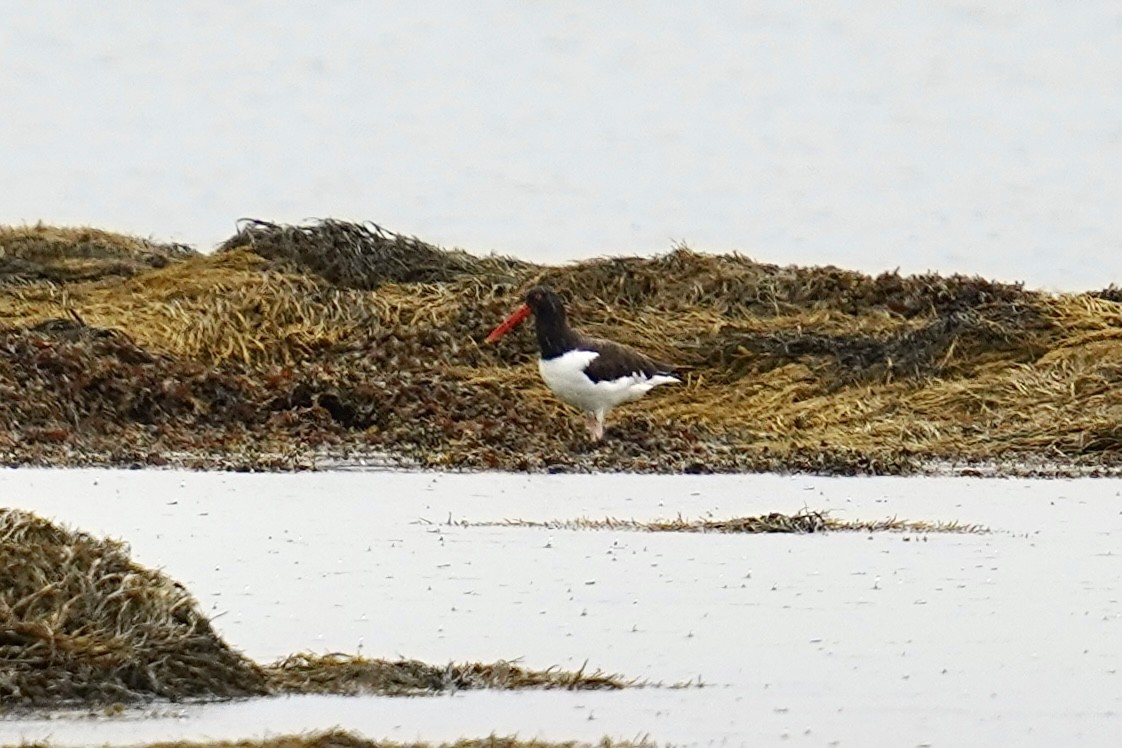 American Oystercatcher - ML606843921