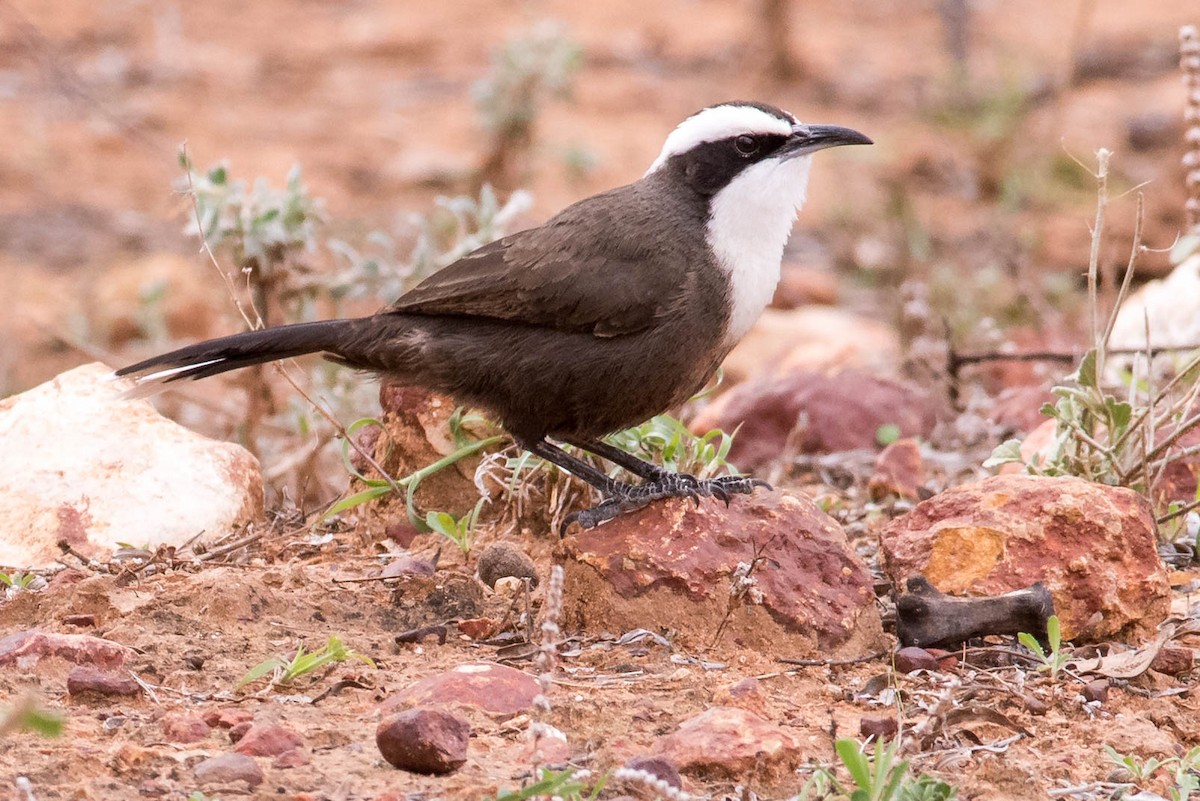 Hall's Babbler - Peter Taylor