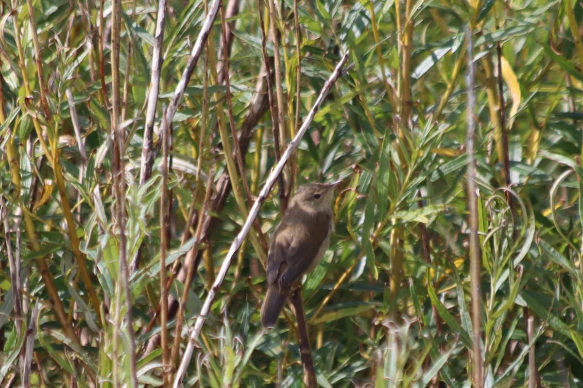 Common Reed Warbler - ML606845281