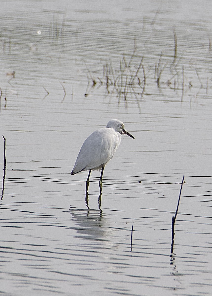 Little Blue Heron - ML606845341