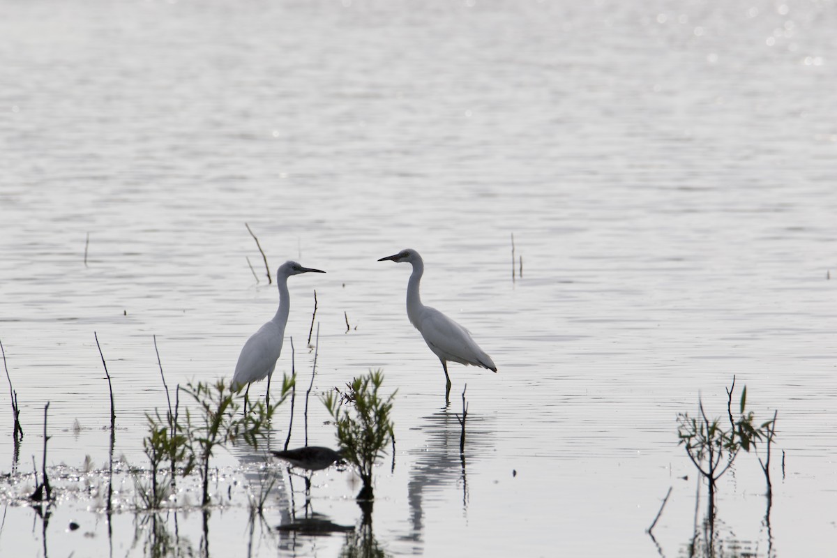 Little Blue Heron - ML606845351