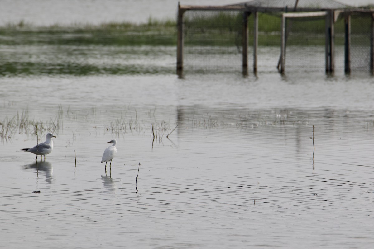 Little Blue Heron - ML606845361