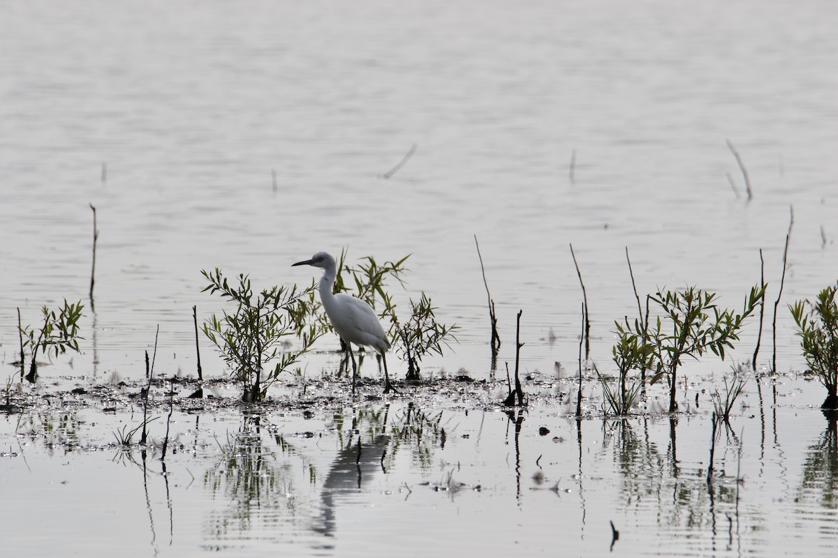 Little Blue Heron - ML606845371