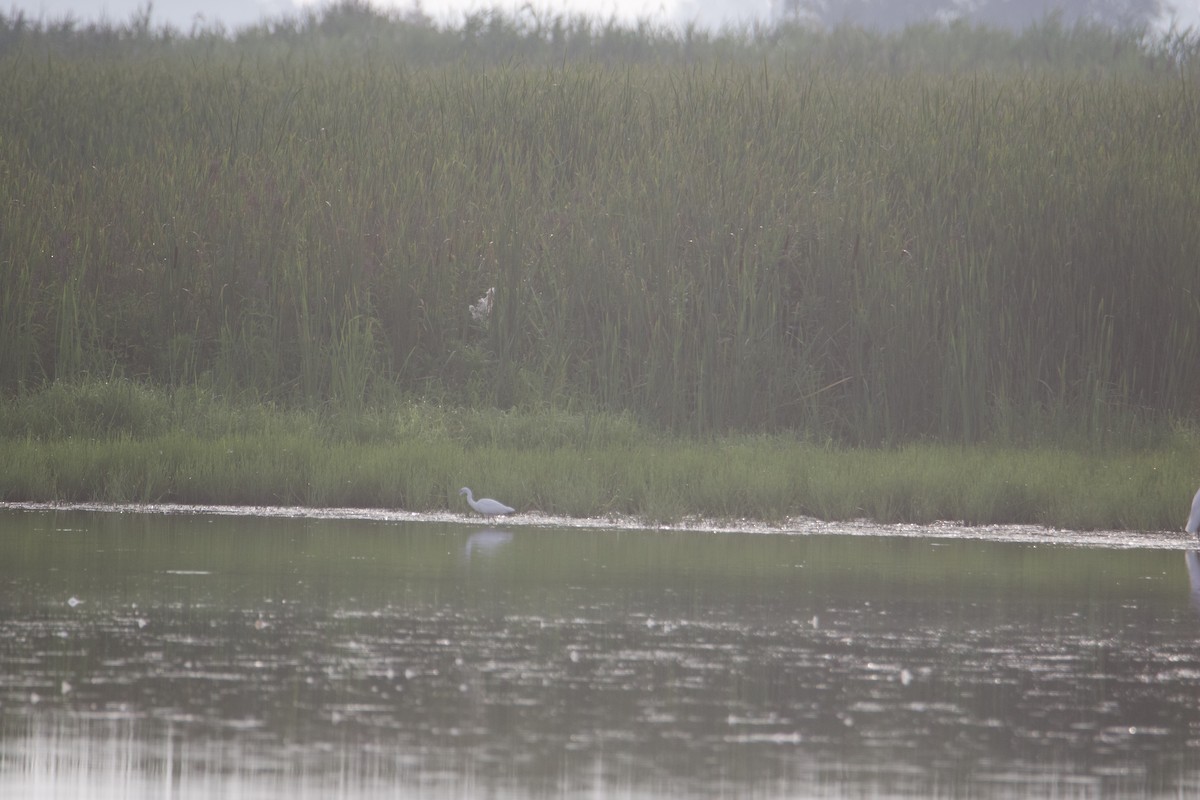 Little Blue Heron - ML606845381