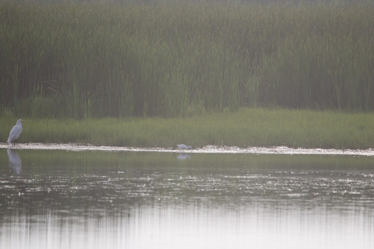 Little Blue Heron - ML606845391