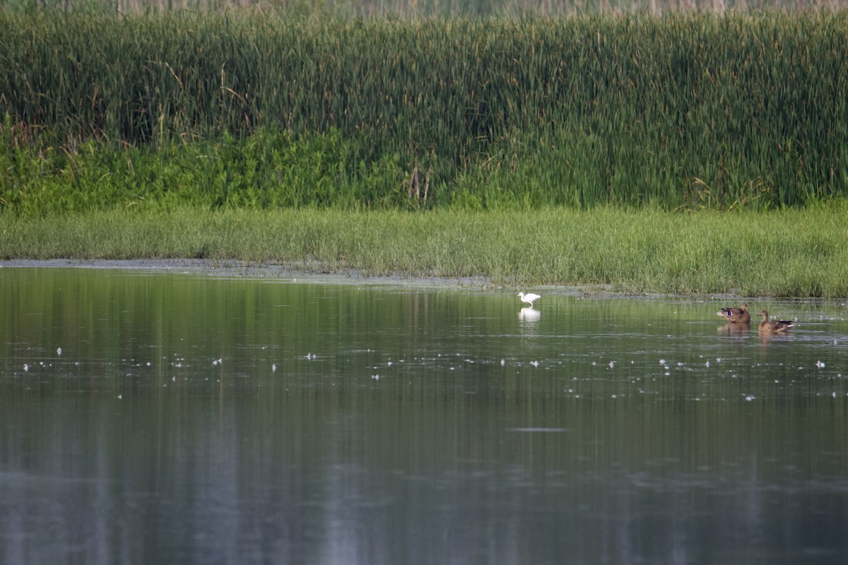 Little Blue Heron - ML606845401