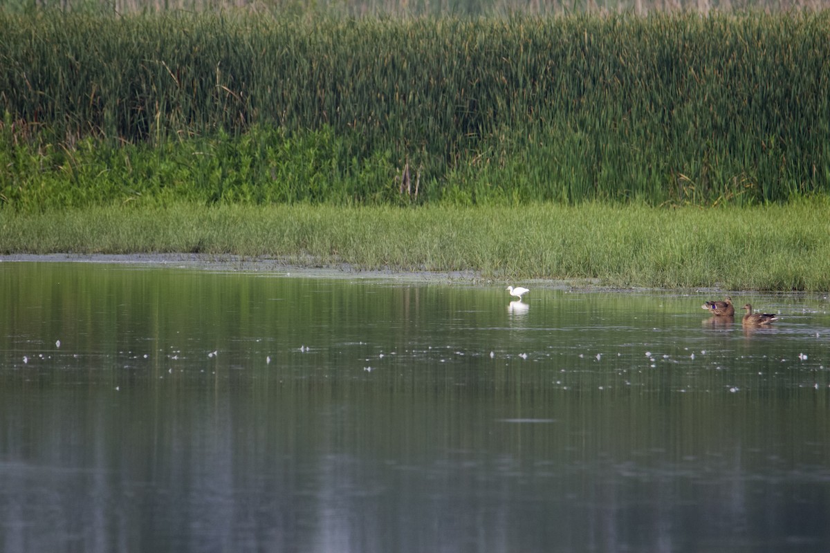 Little Blue Heron - ML606845401