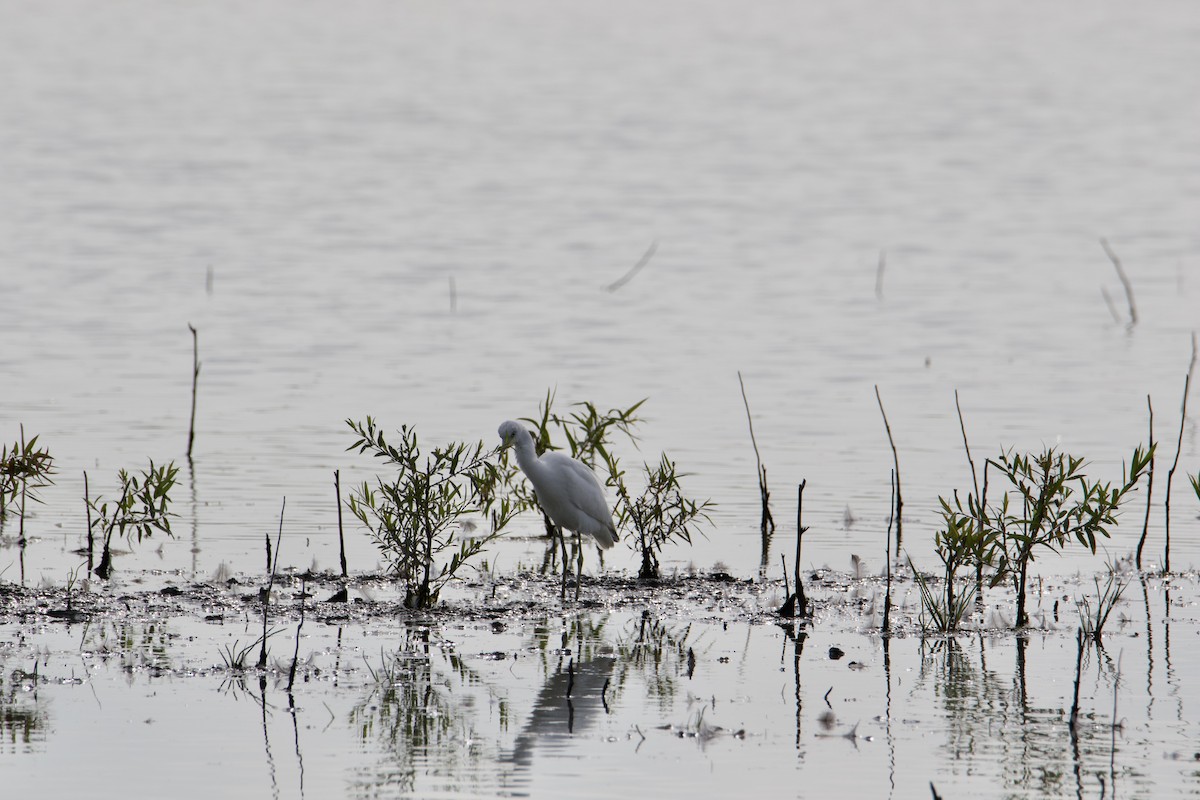 Little Blue Heron - ML606845411