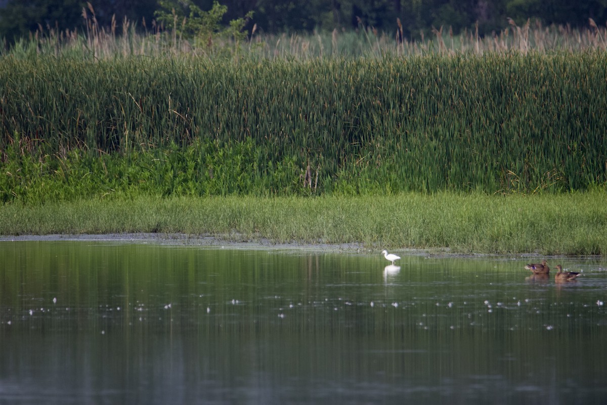 Little Blue Heron - ML606845421