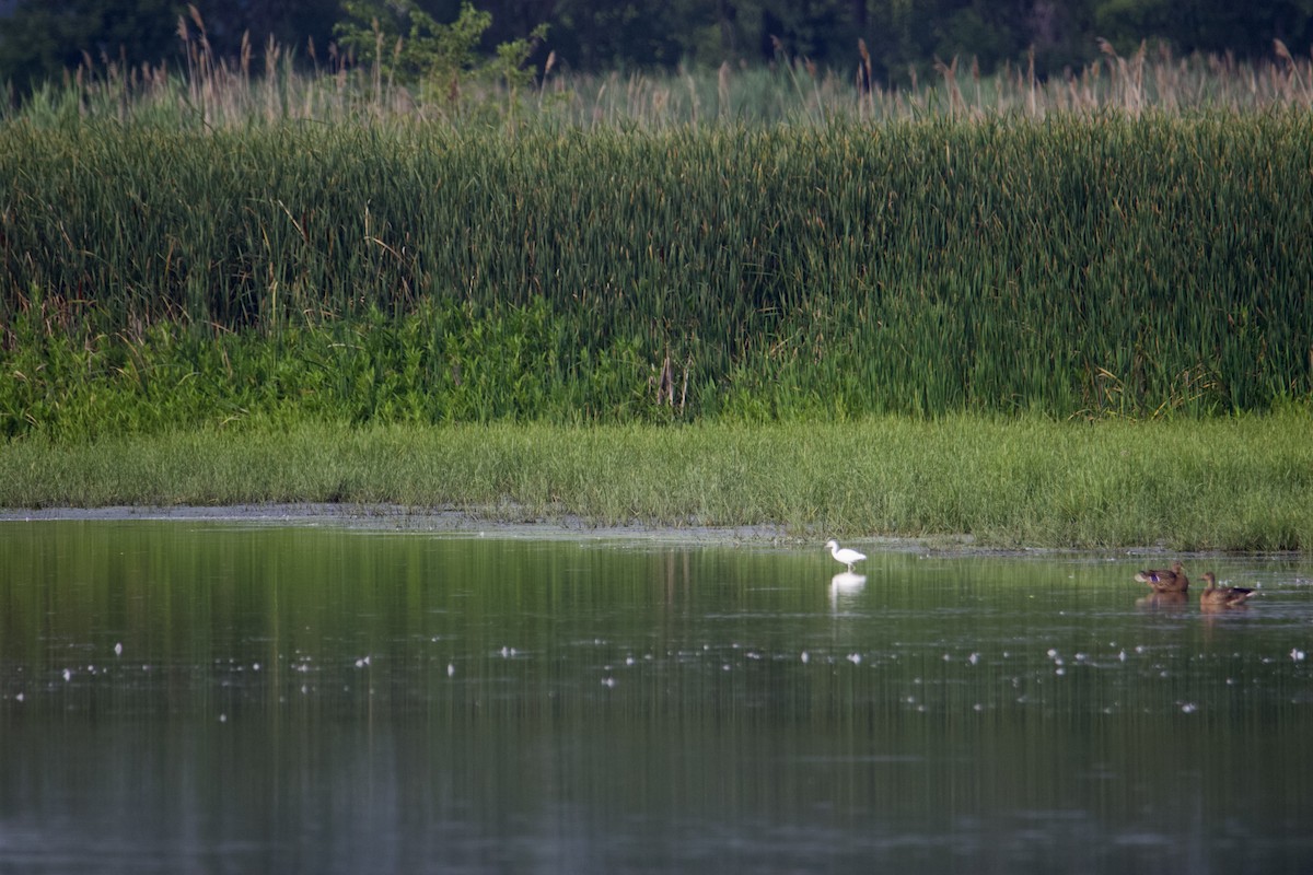 Little Blue Heron - ML606845421