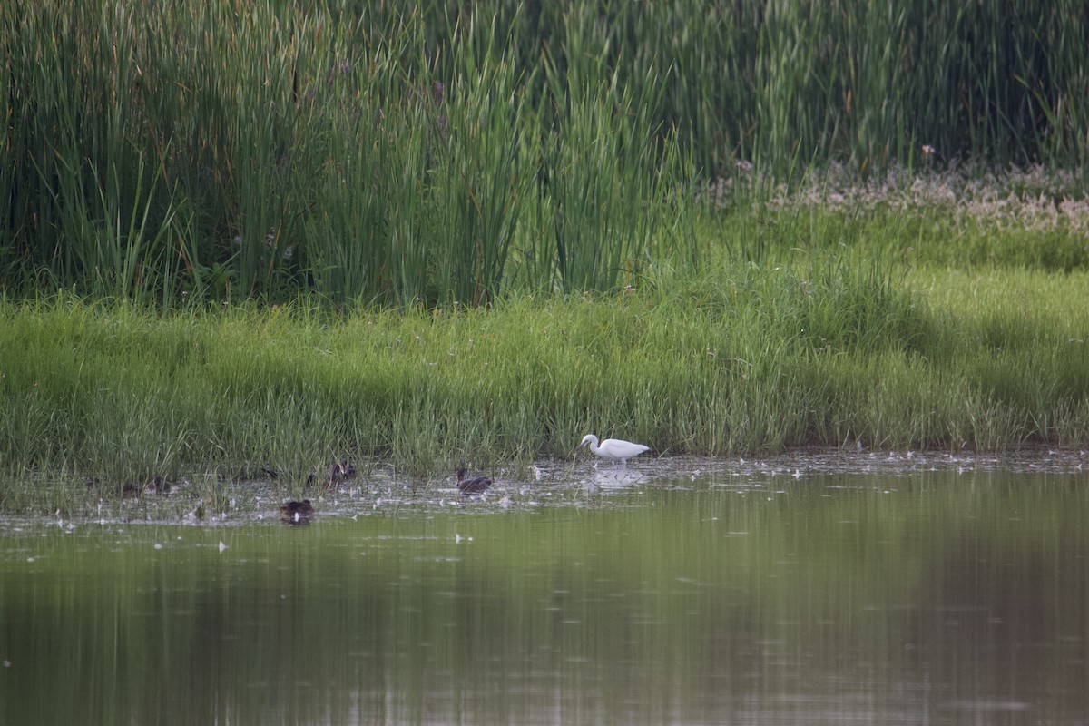 Little Blue Heron - ML606845431