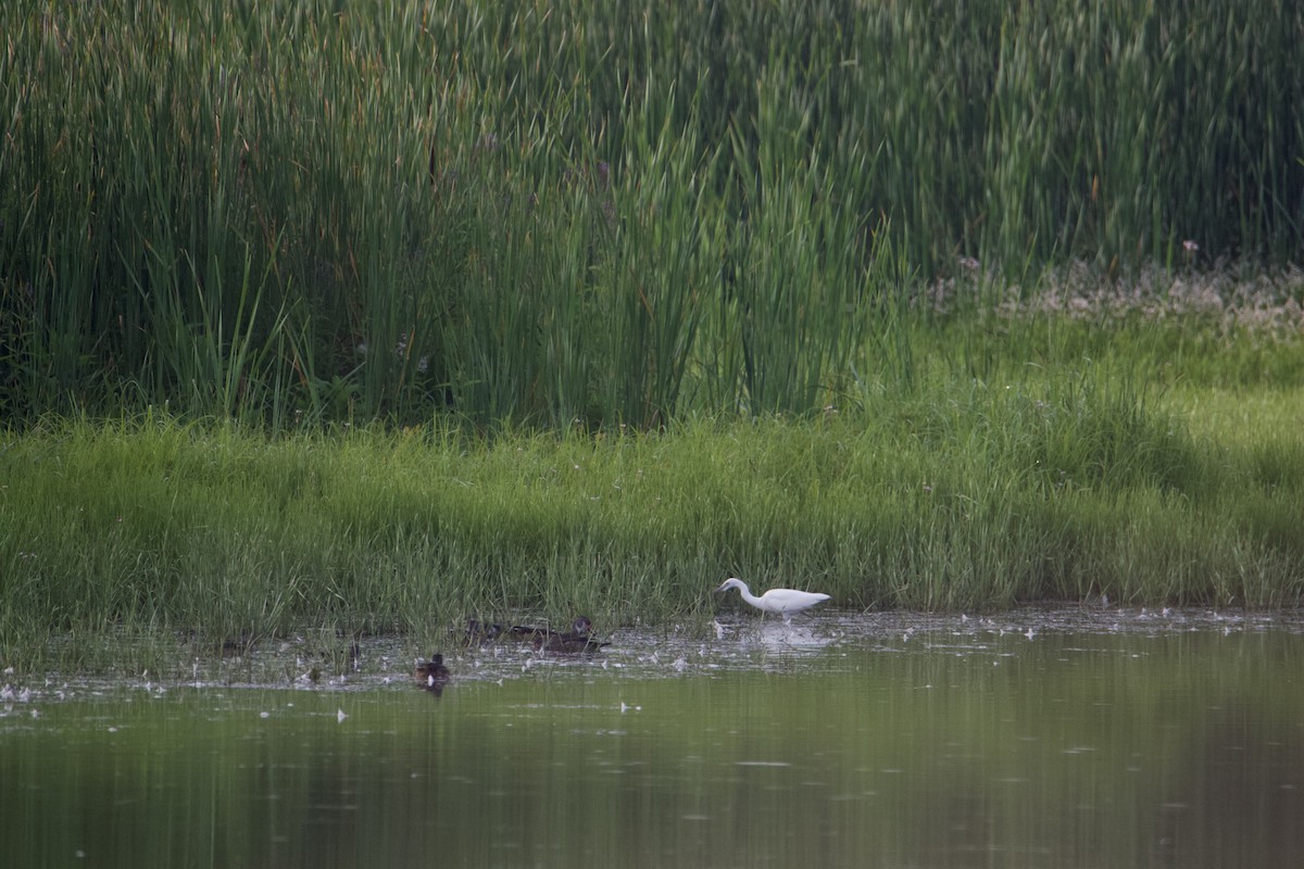 Little Blue Heron - ML606845441