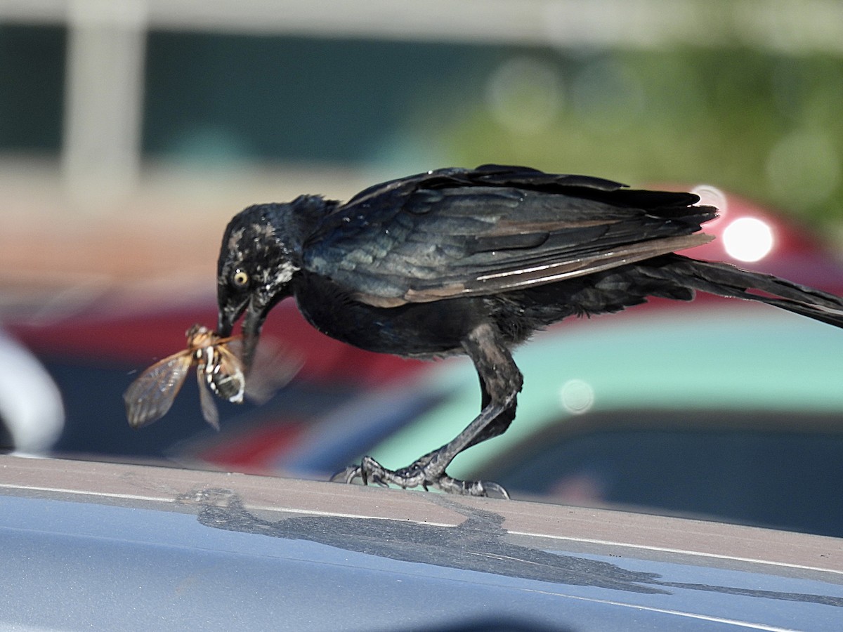 Great-tailed Grackle - ML606845641