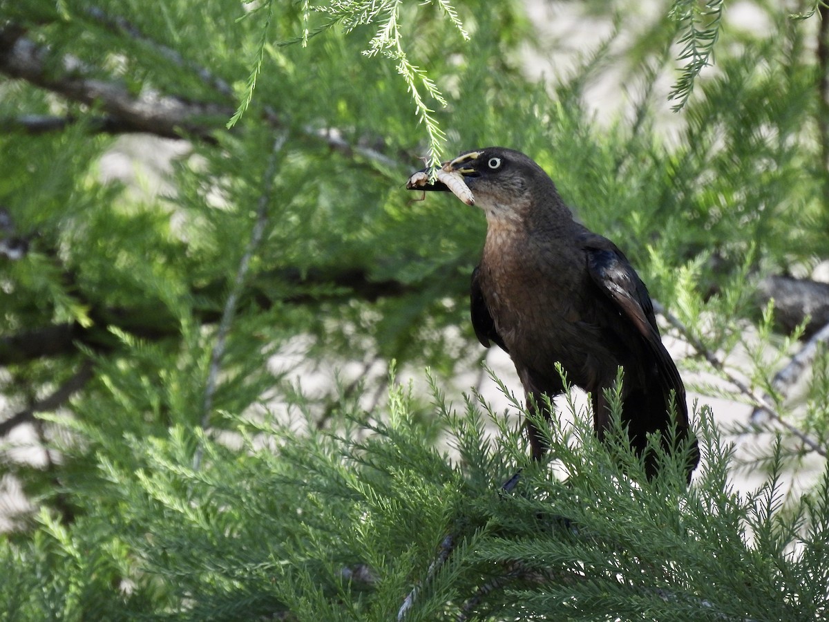 Great-tailed Grackle - ML606845651